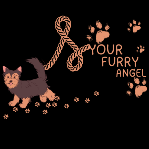 Yorkie puppies for sale