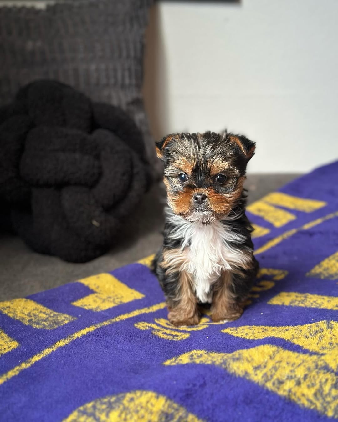 male yorkie puppy for sale