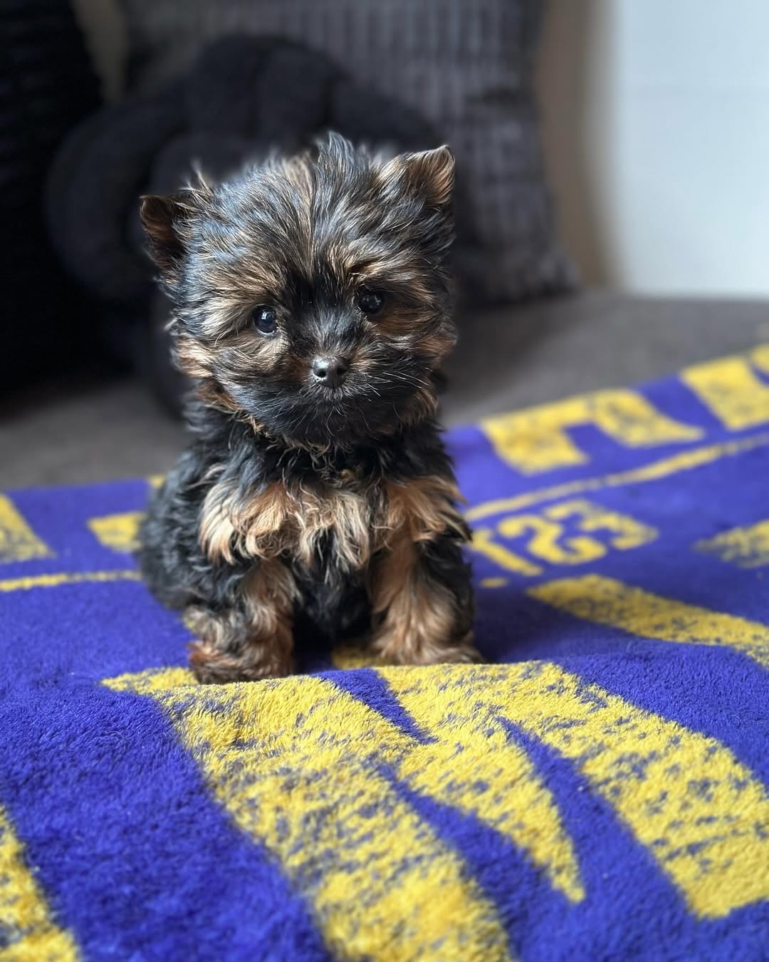 Male yorkie puppy for sale