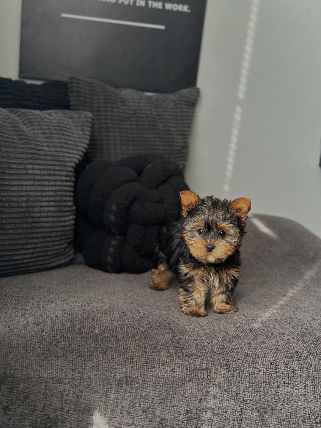 Female yorkie for sale